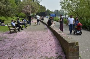 2016 05 12 Richmond_Thames Path_towards Petersham_Carpet of Spring Blossom_ People