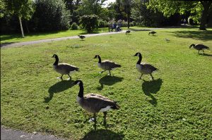 Ducks of Waddon Ponds ( CRO )small