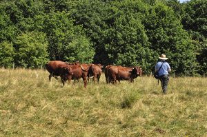 Havering Country Park-Conservation grazing fields ( RM14 )small