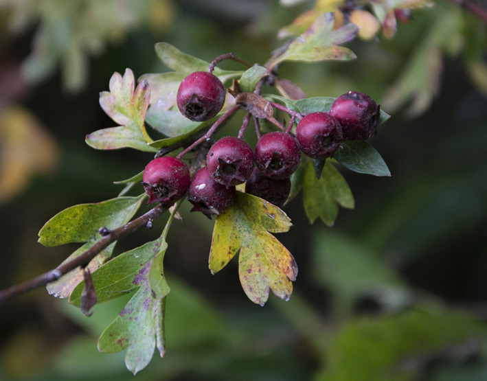 4-secret-park-the-north-circular-roadautumnal-fruit