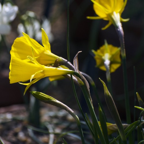 2016-03-11-Kew-Daffodils