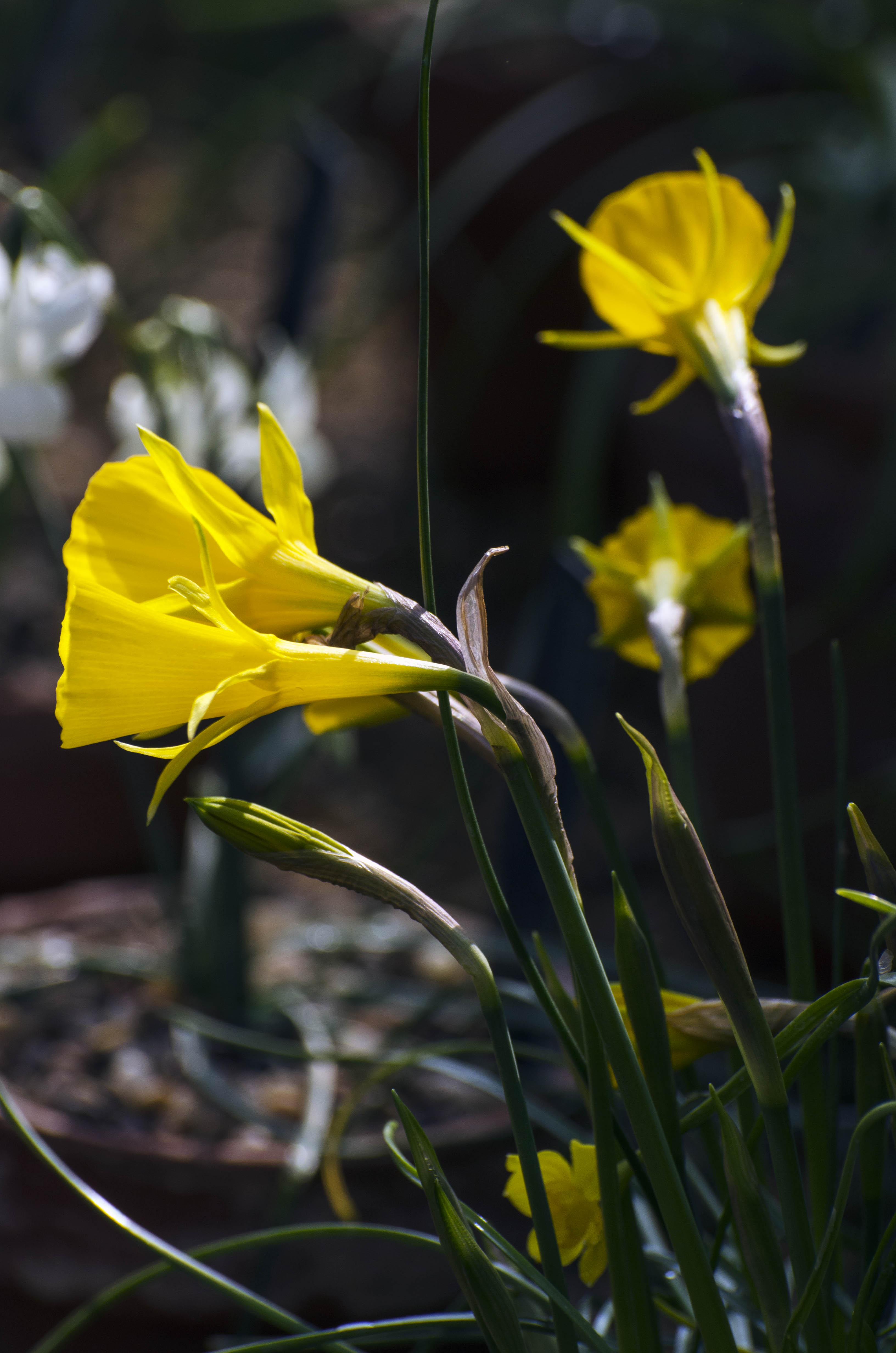 2016-03-11-Kew-Daffodils