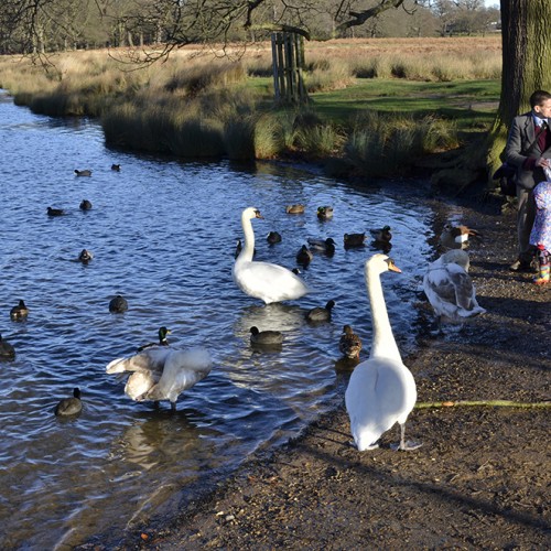 20160115_Richmond_Richmond-Park_Pen-Ponds-Nature-and-People-Winter