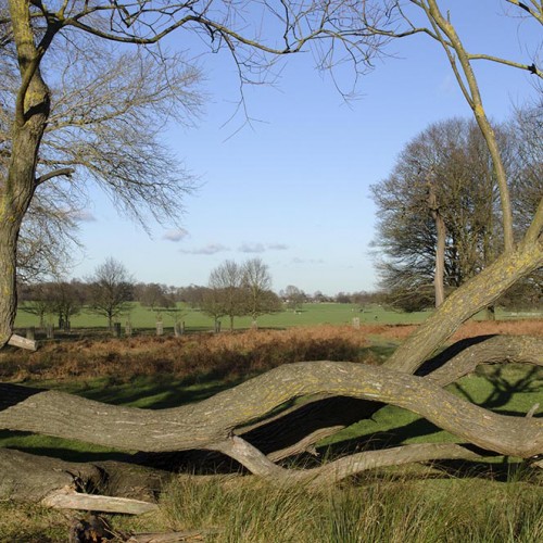 20160115_Richmond_Richmond-Park_Pen-Ponds_View-Across-Fallen-Tree