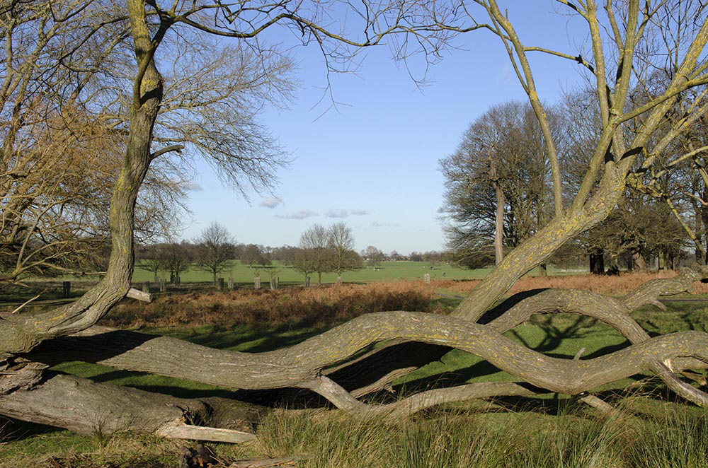 20160115_Richmond_Richmond-Park_Pen-Ponds_View-Across-Fallen-Tree