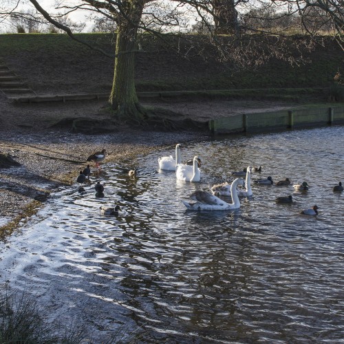 20160115_Richmond_Richmond-Park_Swans-at-Pen-Ponds