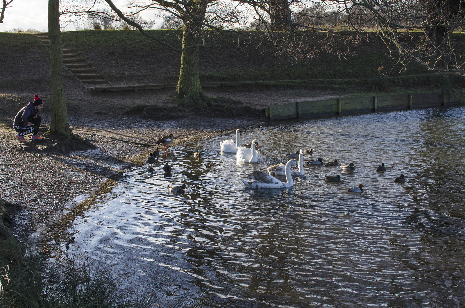 20160115_Richmond_Richmond-Park_Swans-at-Pen-Ponds