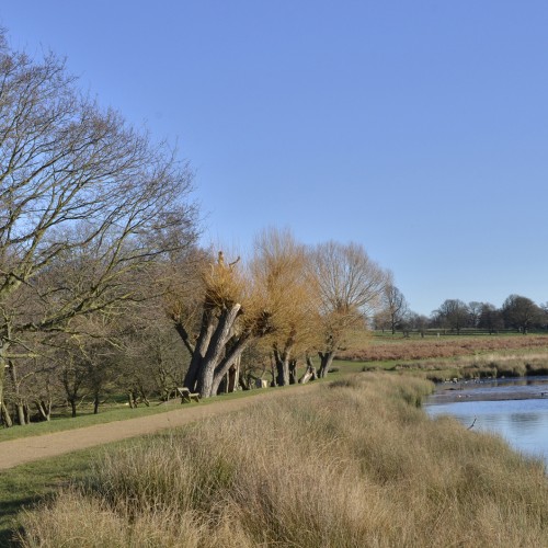 20160116_Richmond_-Richmond-Park_Pen-Ponds