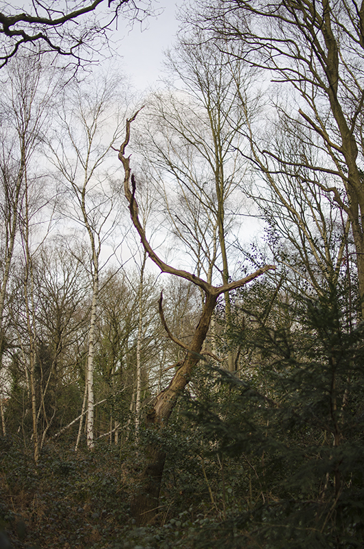 160229-Wandsworth_Putney-Heath_Trees