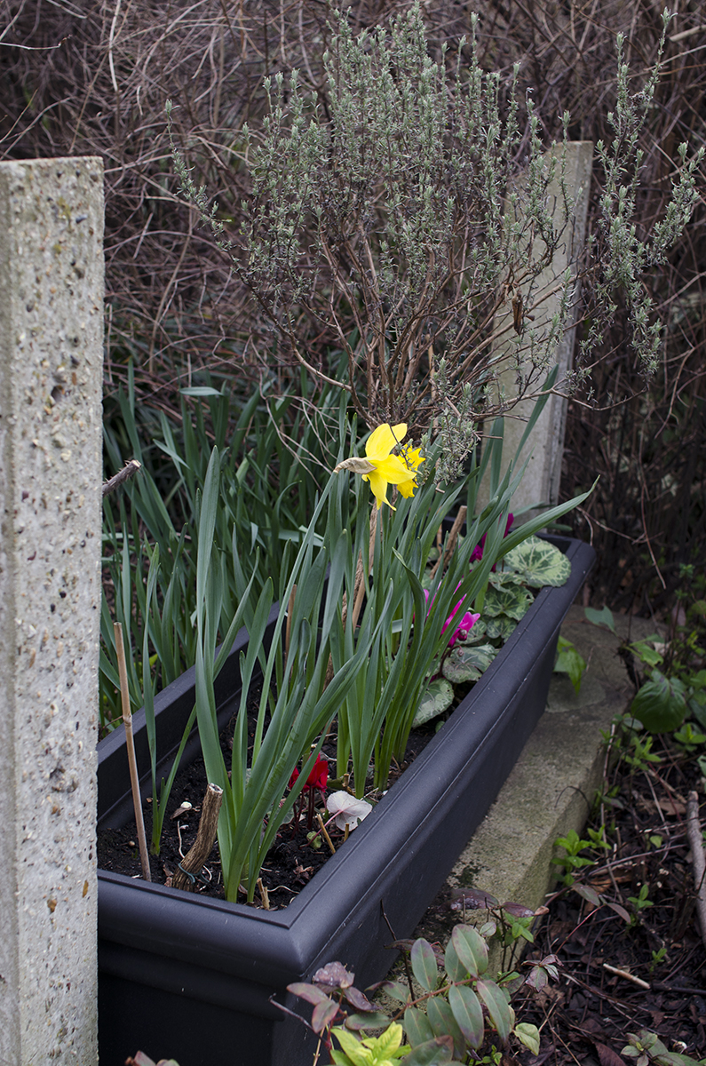 20130307-St-Peters-Eton-Square_Garden_Westminster_Spring