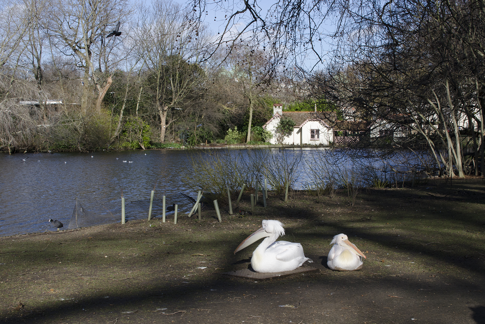 2016-02-09-St-Jamess-Park-Pelicans