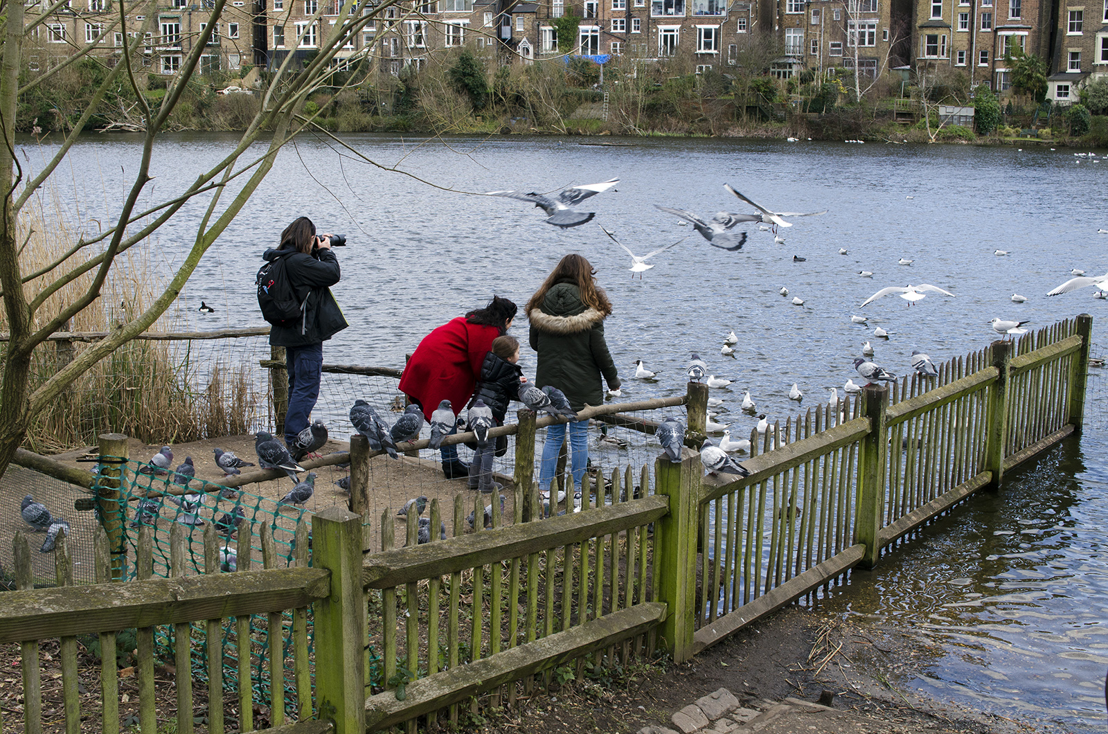 2016-02-28-Hampstead-Heath_Fauna_Winter