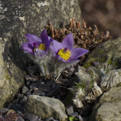 2016-03-11-Kew-Specimen