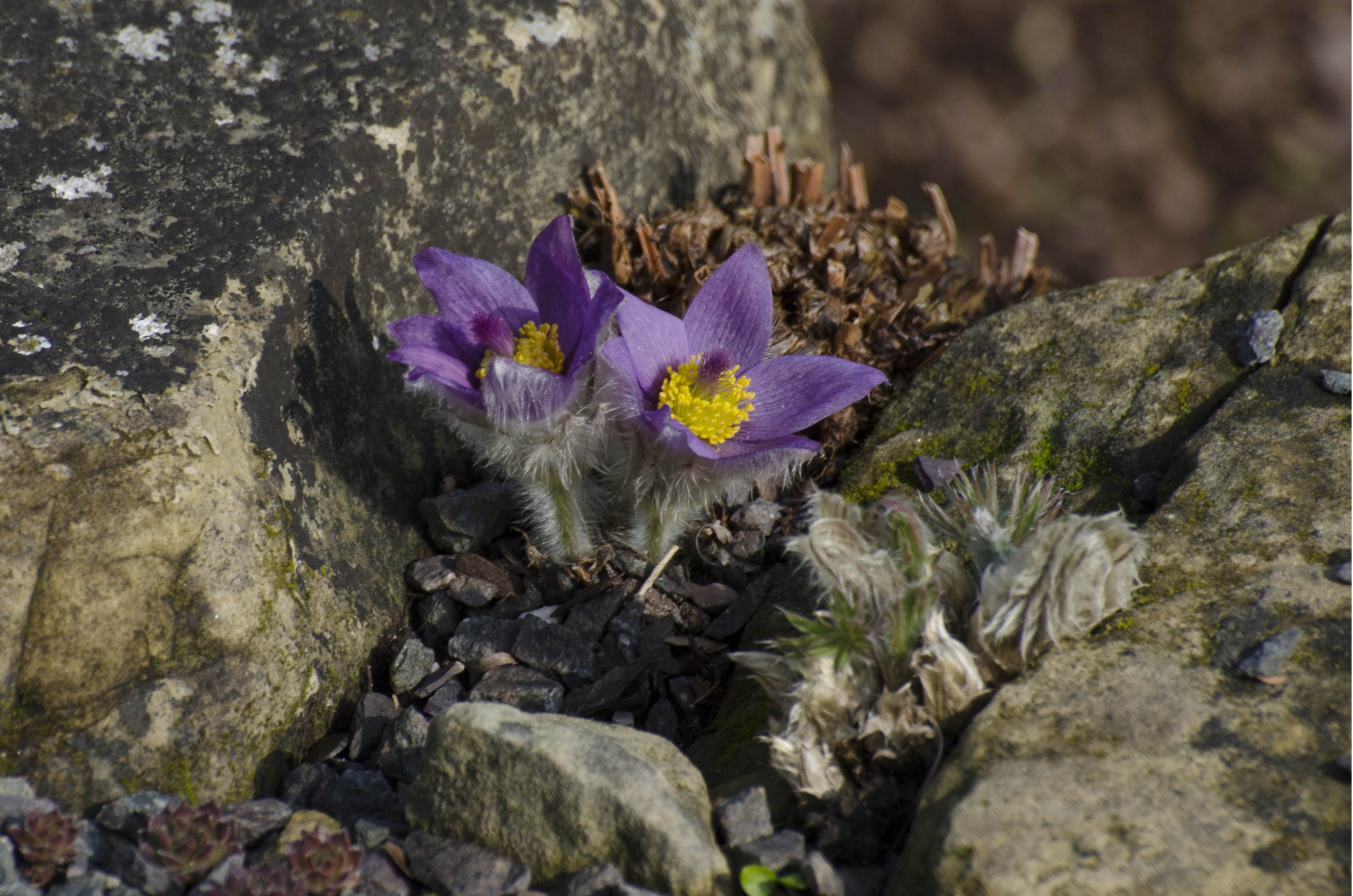 2016-03-11-Kew-Specimen