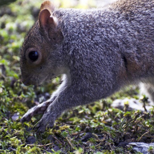 2016-03-11-Kew-Squirrel