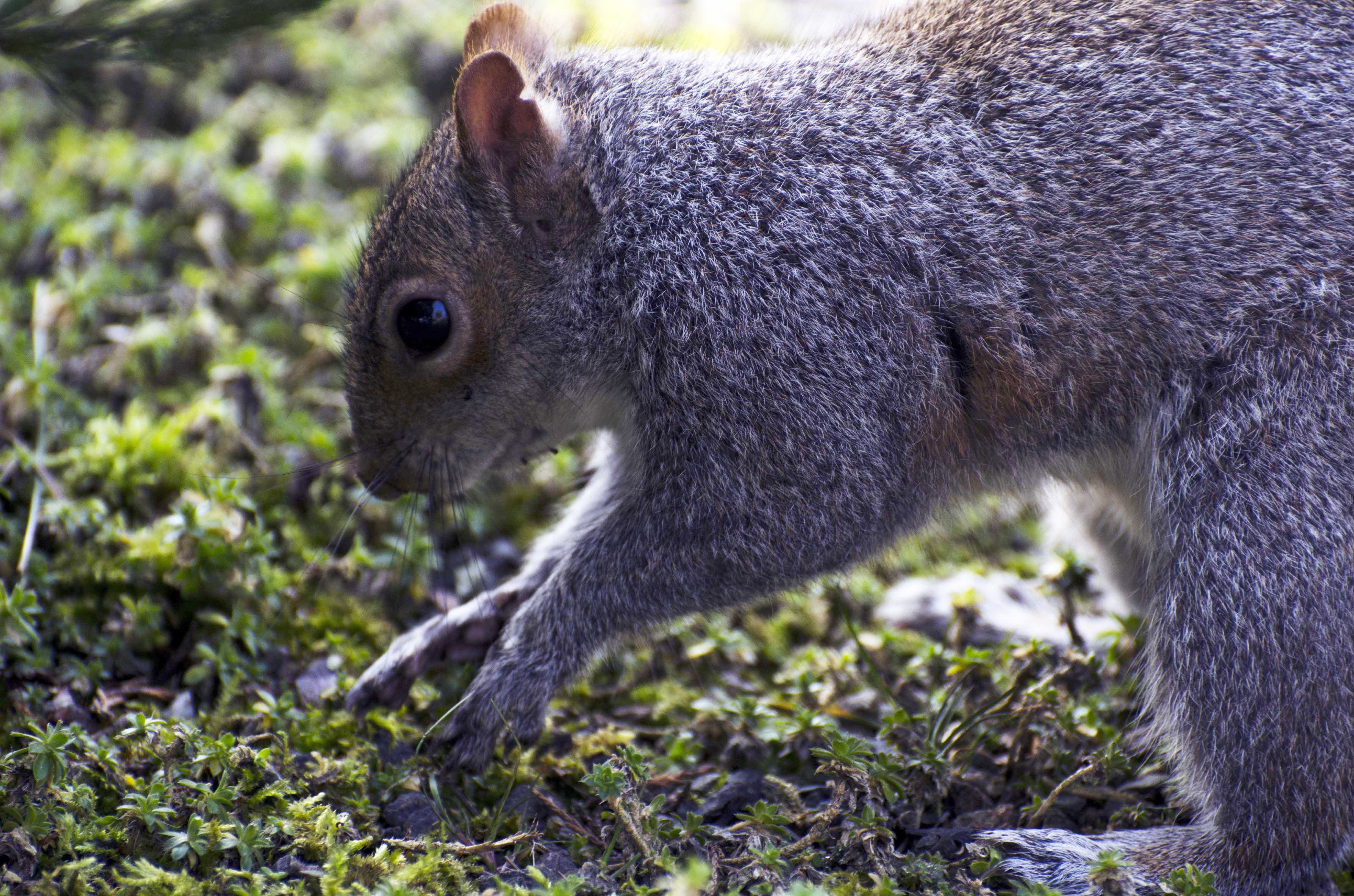 2016-03-11-Kew-Squirrel