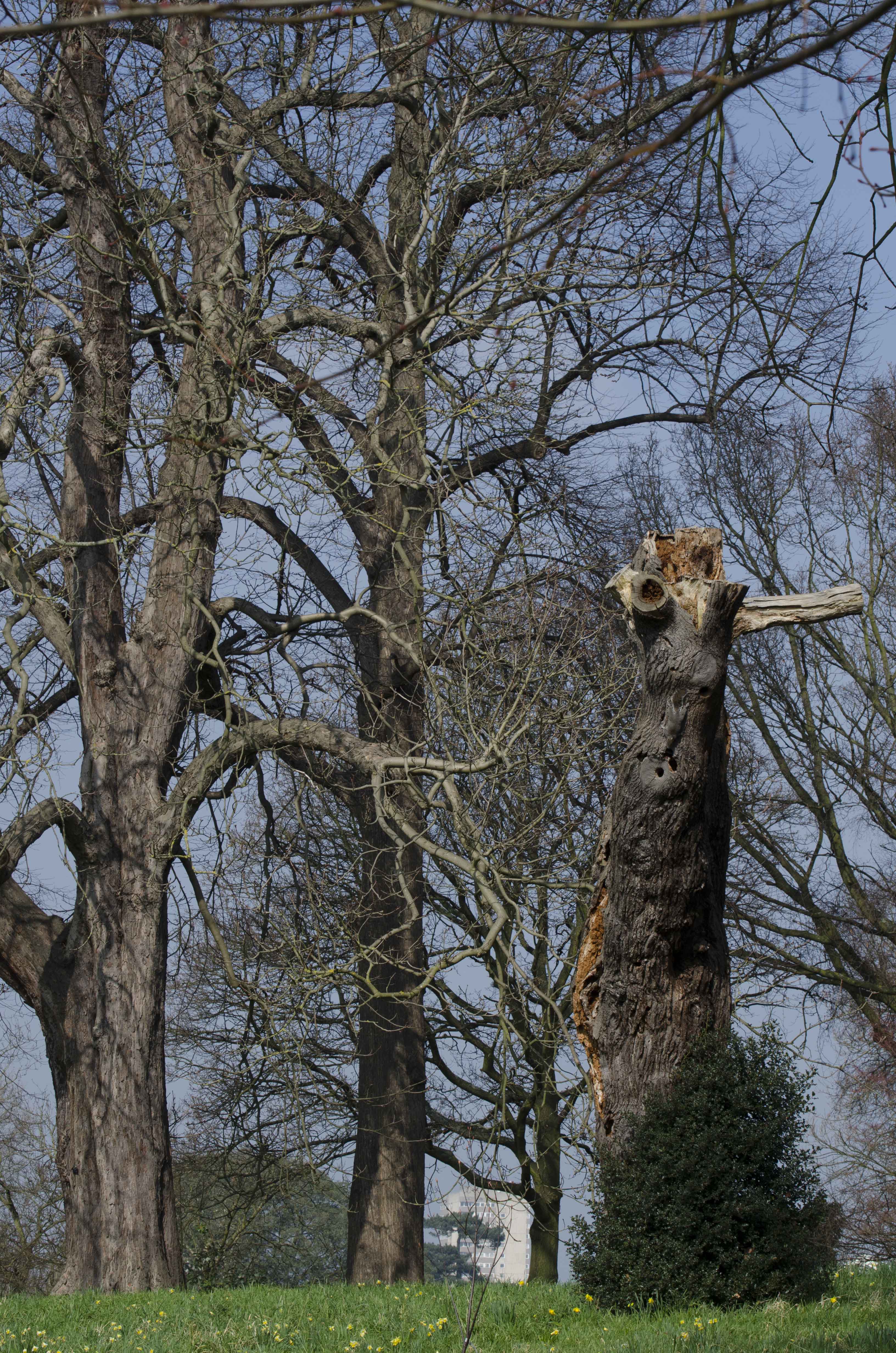 2016-03-11-Kew-Woodland-Garden