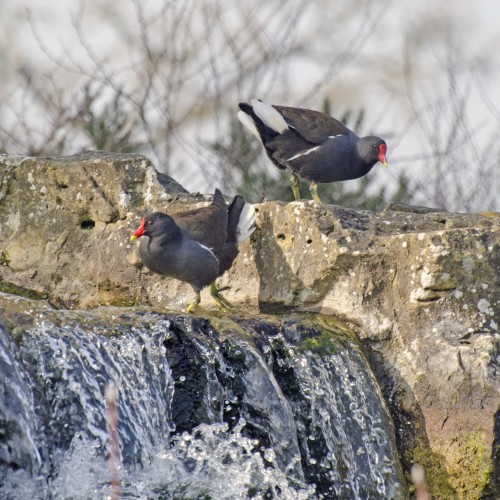 2016-03-11-Key-Coots1