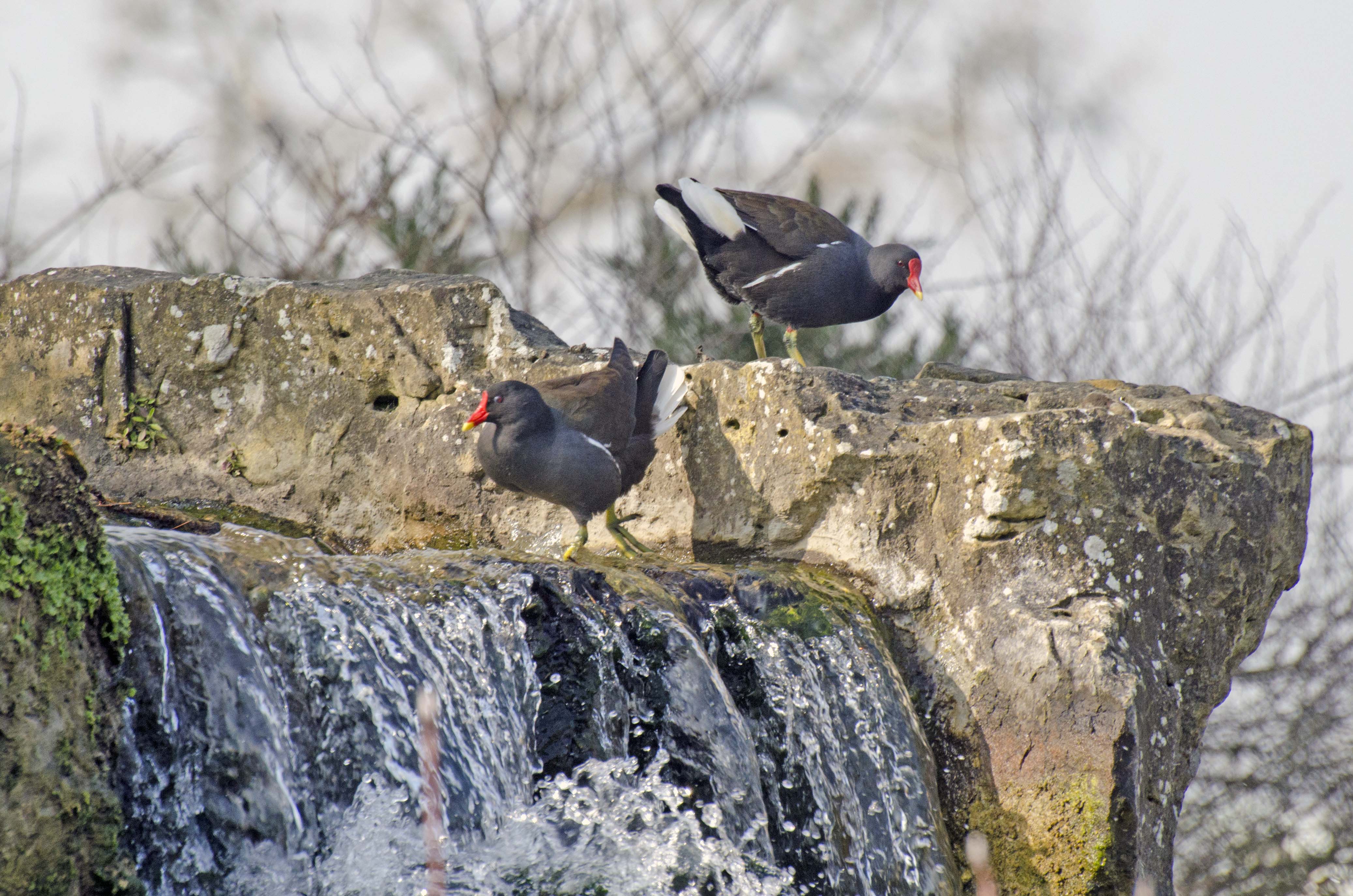 2016-03-11-Key-Coots1