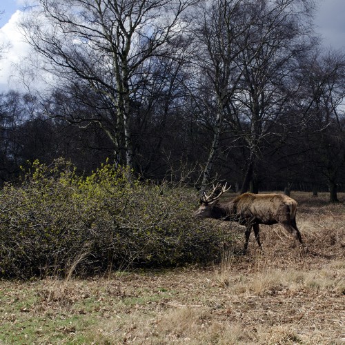 2016-03-29-Richmond-Park-After-the-Storm-Fallen-Tree-creates-delicacy-for-deer