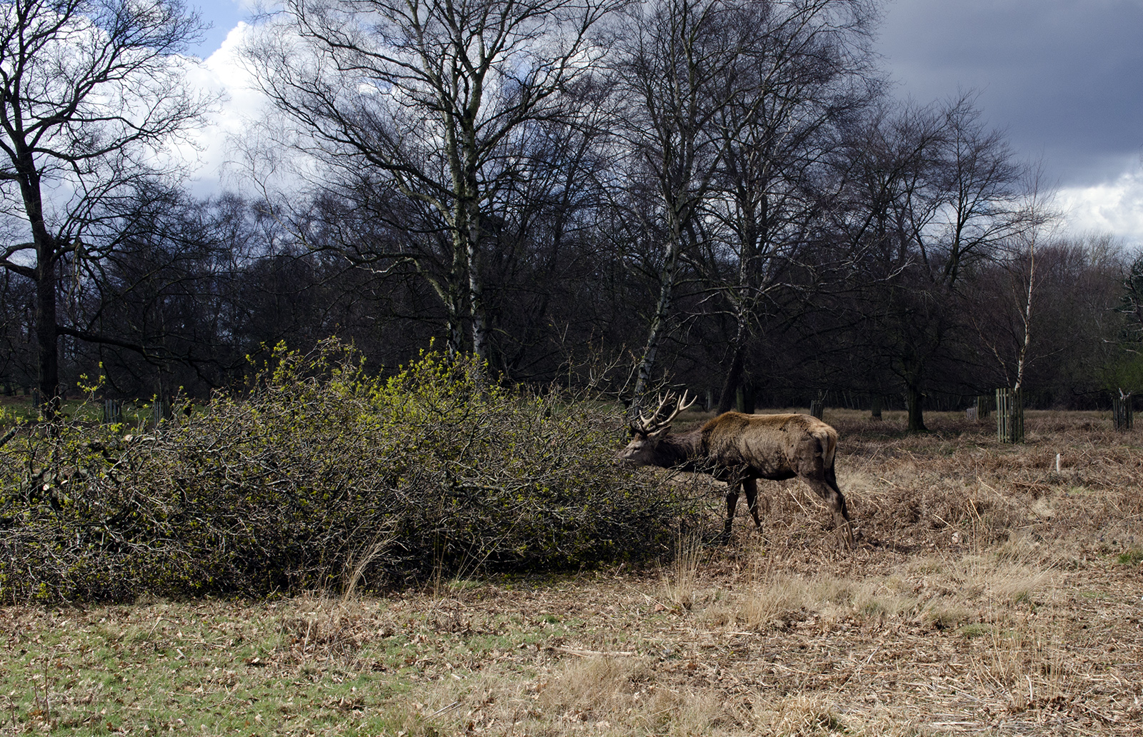 2016-03-29-Richmond-Park-After-the-Storm-Fallen-Tree-creates-delicacy-for-deer