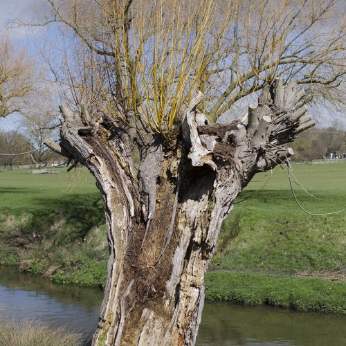 2016-03-29-Richmond-Park-Ageing-Willow-After-the-Storm