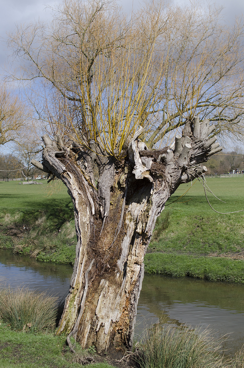 2016-03-29-Richmond-Park-Ageing-Willow-After-the-Storm