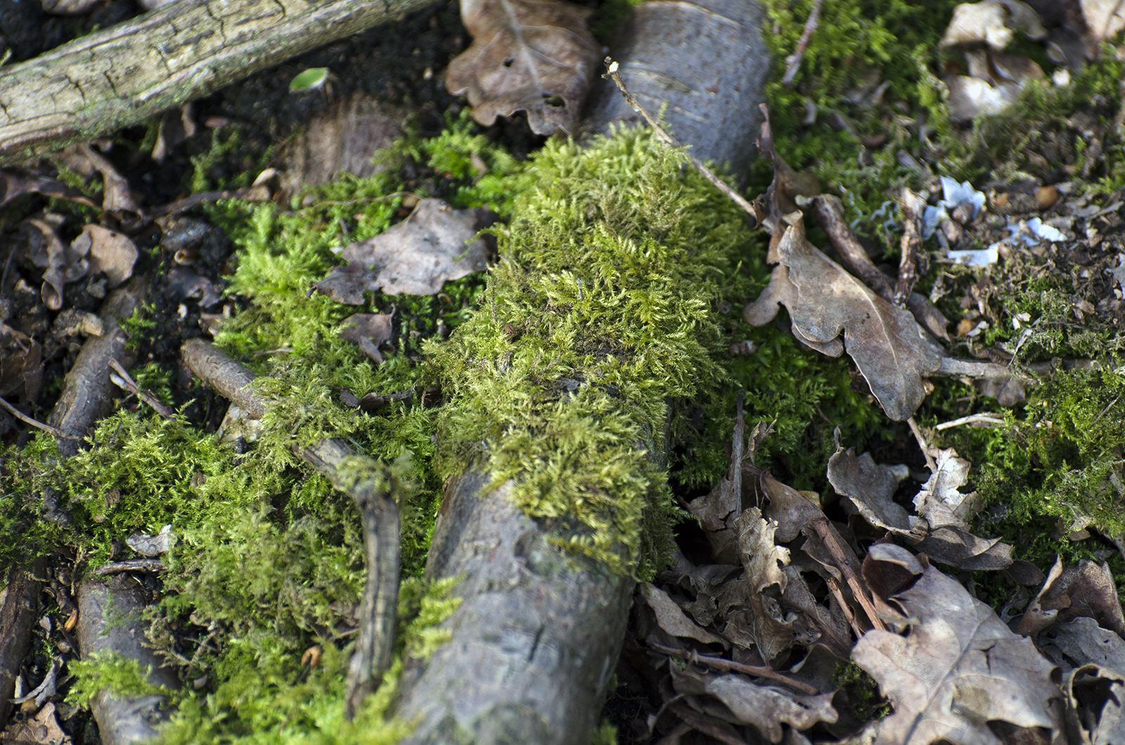 2016-04-10-Mosses-and-Lichens-Mitcham-Common