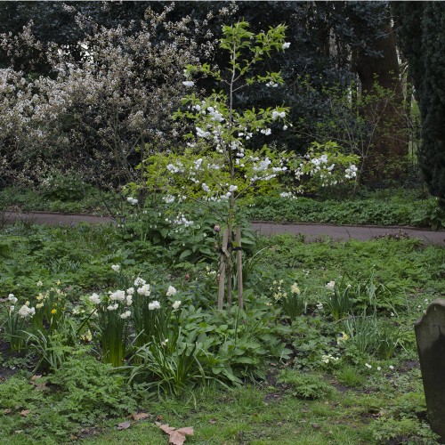 2016-04-13-Hammersmith-and-Fulham_All-Saints-Church_Flora_Beauiful-Flowering-Shrub