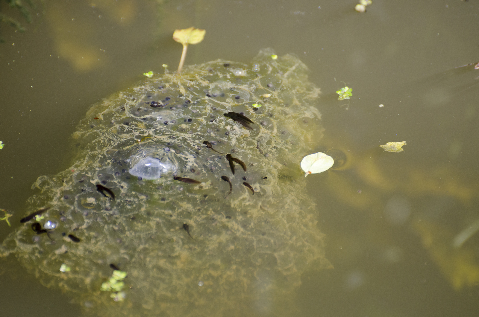 2016-04-14-Tulse-Hill-Botannical-Gardens_Tadpoles-Hatching