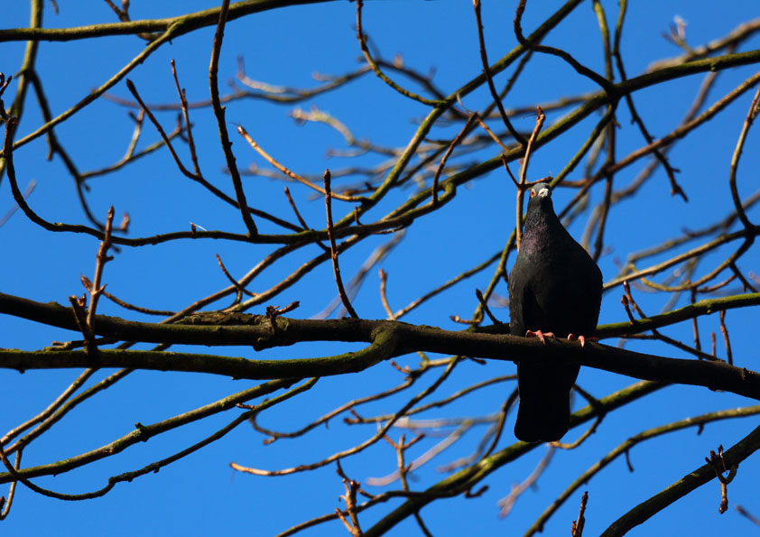 201600224_Bromley_Church-House-Gardens_Bird-in-a-Tree