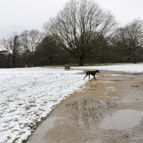 20160117-Richmond-Park-in-the-Snow