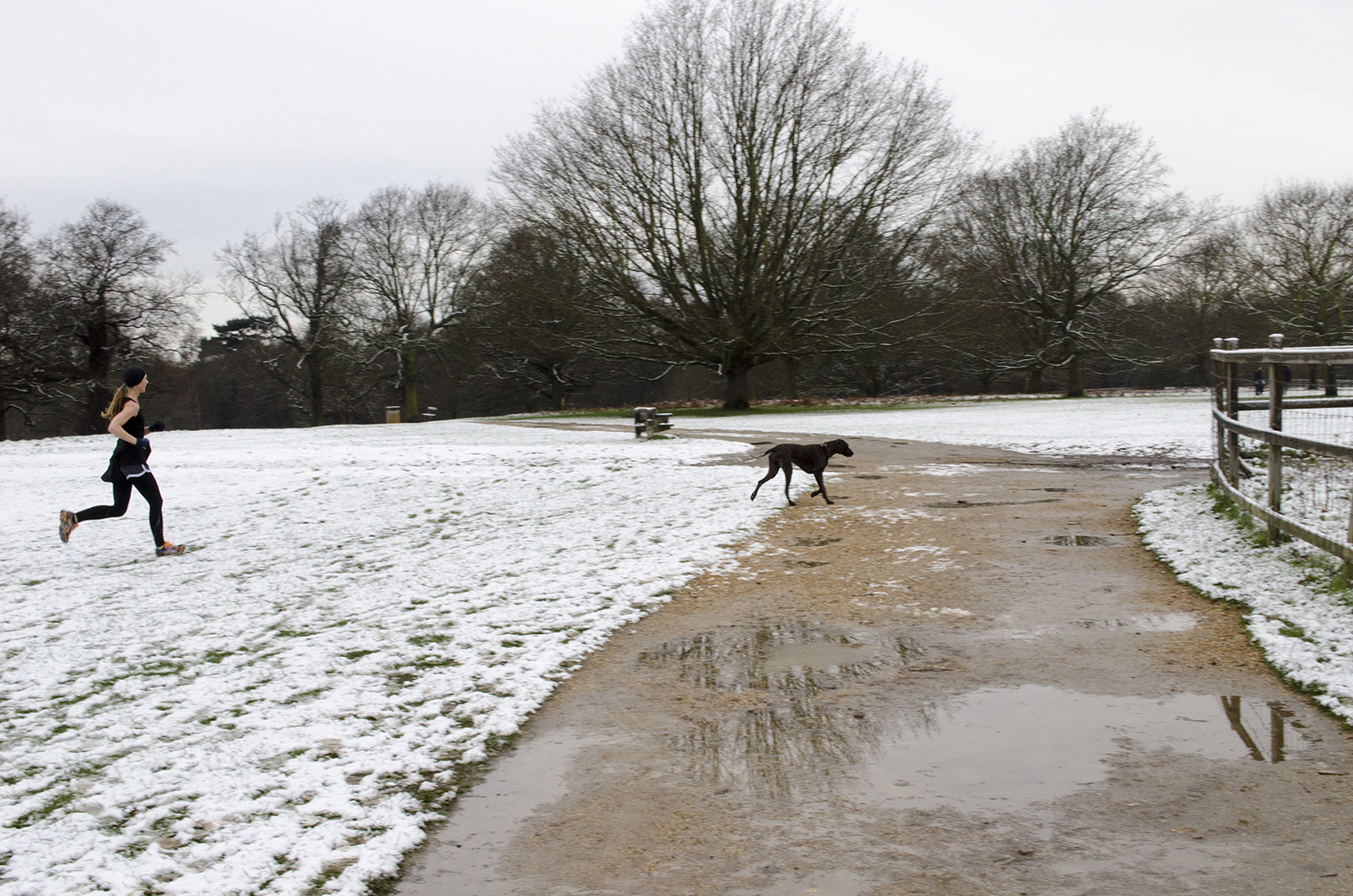 20160117-Richmond-Park-in-the-Snow