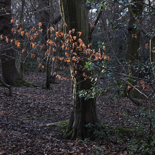 20160119_Haringey_-Queens-Wood_Morning-winter-light