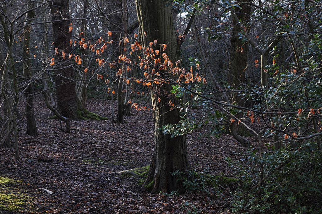 20160119_Haringey_-Queens-Wood_Morning-winter-light