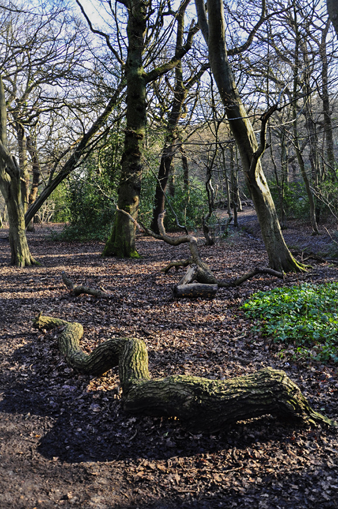 20160119_Haringey_-Queens-Wood_Snake