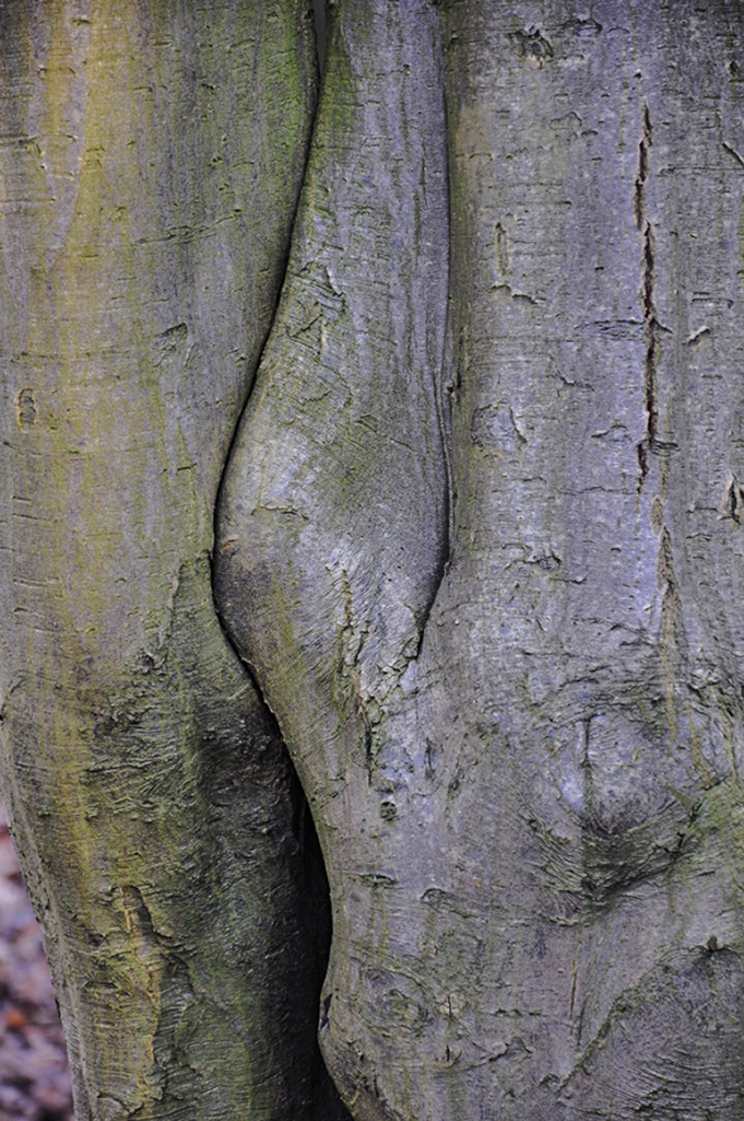 20160119_Haringey_Queens-Wood_-Odd-shape-of-a-trunk