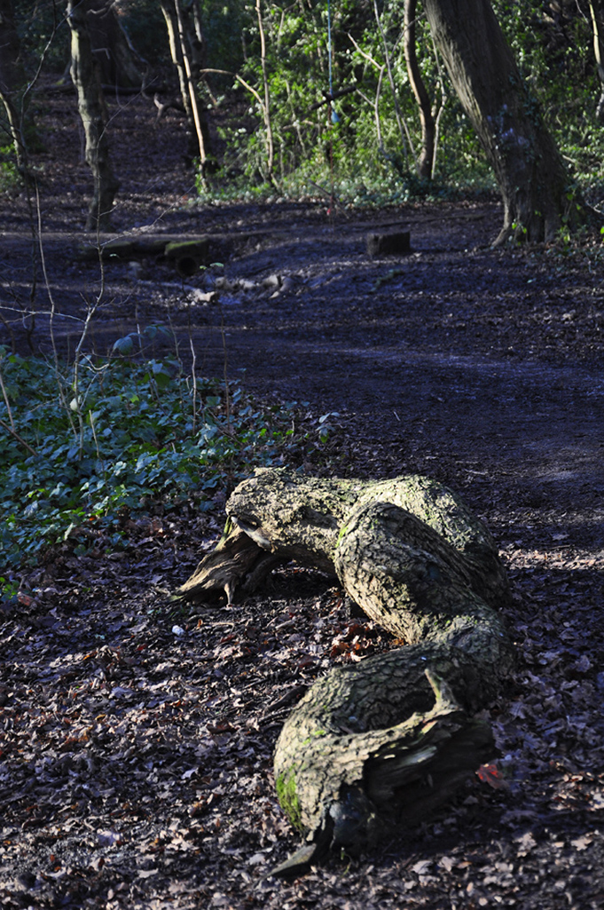 20160119_Haringey_Queens-Wood_A-fallen-twisted-branch