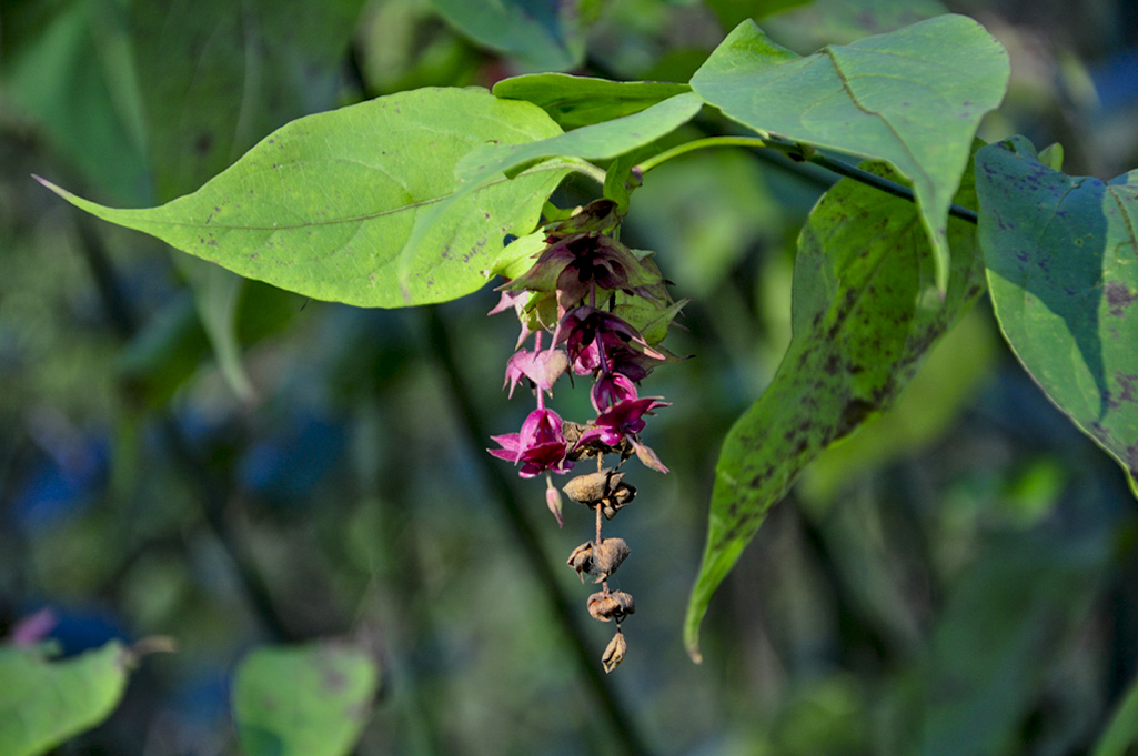 20160119_Haringey_Queens-Wood_Flowers-surviving-winter