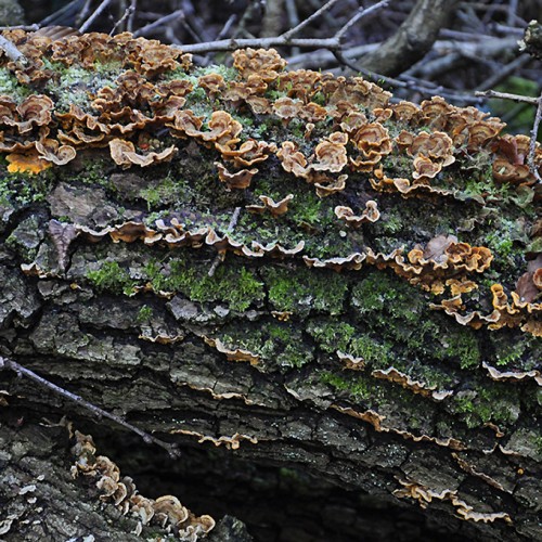 20160119_Haringey_Queens-Wood_Lichen-and-fungus-habitat