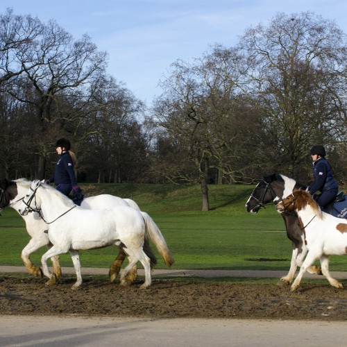 20160121-Royal-Parks-Hyde-Park-Ponies-on-Exercise-BLOG-i