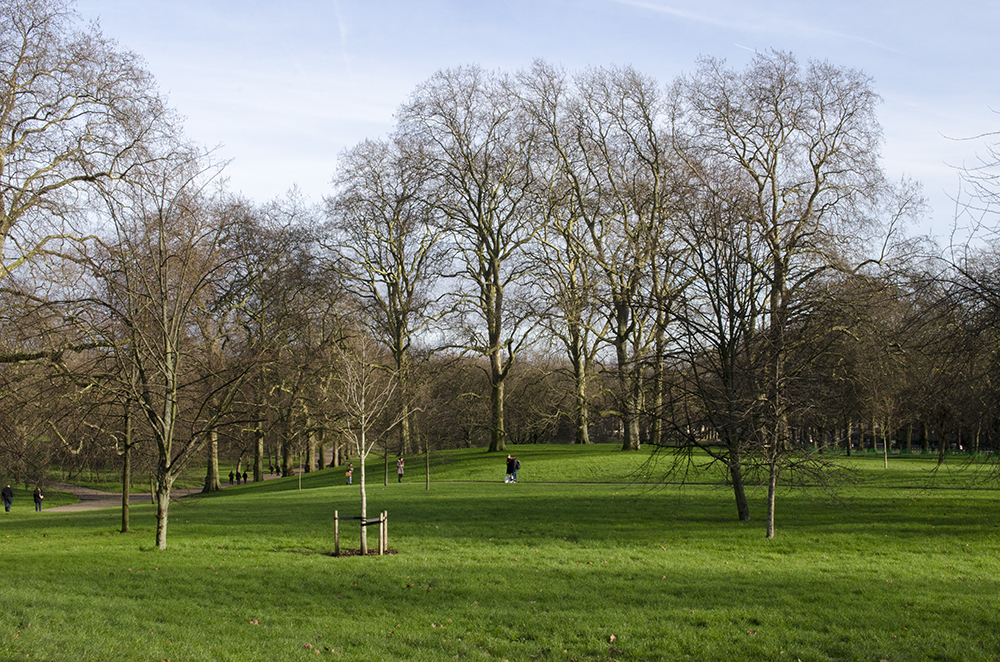 20160121-Royal-Parks-St-James-Park-Winter-Landscape