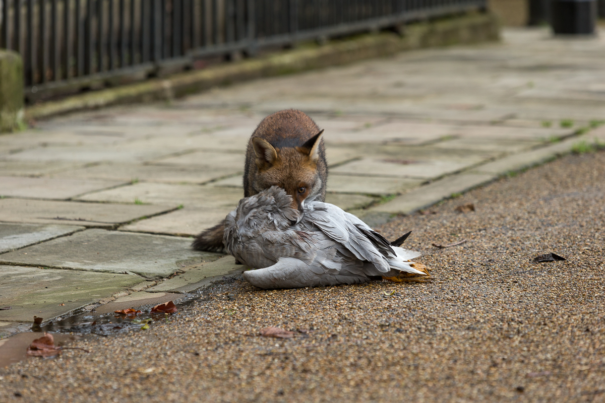 Urban fox out and about in Central London, UK