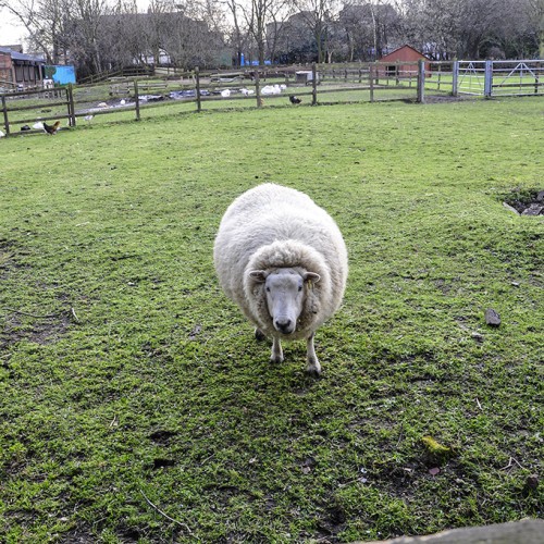 20160224_Hackney_-Hackney-City-Farm_A-curious-sheep