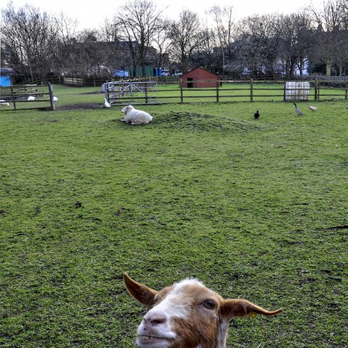 20160224_Hackney_-Hackney-City-Farm_An-inquisitive-goat