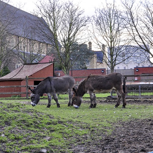 20160224_Hackney_Hackney-City-Farm_Donkeys-grazing-peacefully
