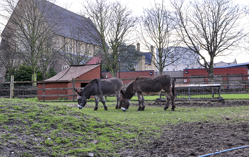 20160224_Hackney_Hackney-City-Farm_Donkeys-grazing-peacefully