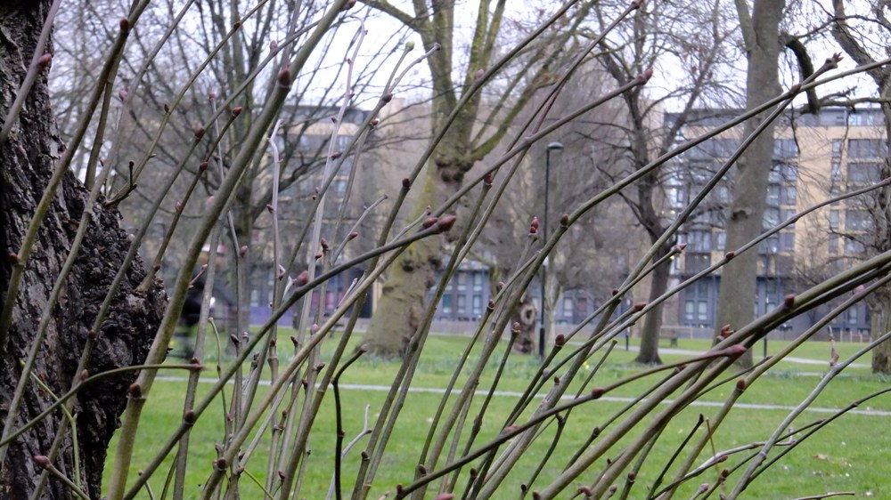 20160303_Tower-Hamlets_Meath-Gardens_Peering-Through-Life