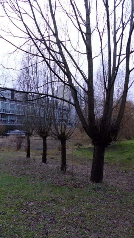 20160303_Tower-Hamlets_Regents-Canal-Mile-End_Tree-Family