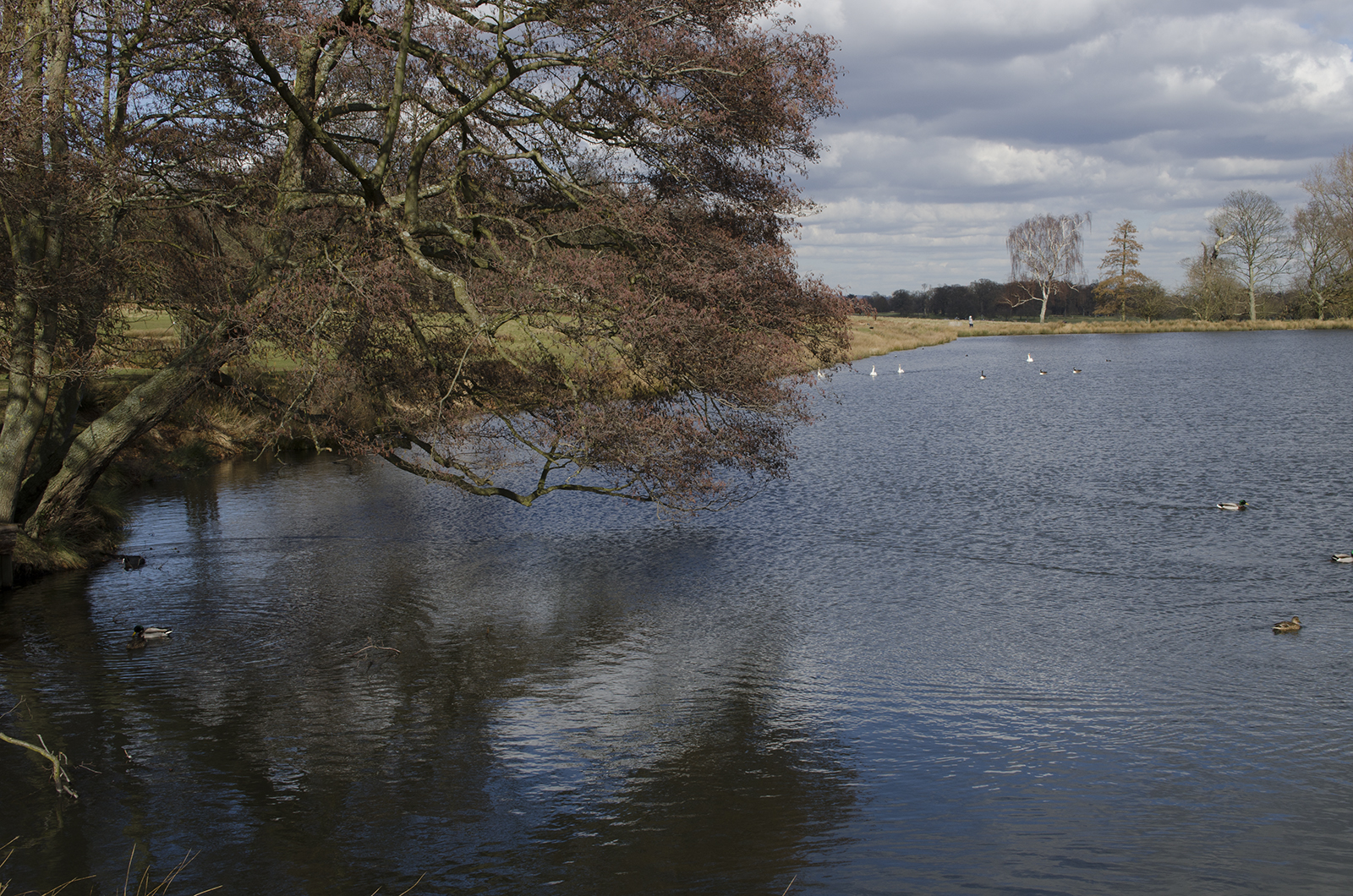 20160304_LB-Richmond_Pen-Ponds_Landscape_Spring